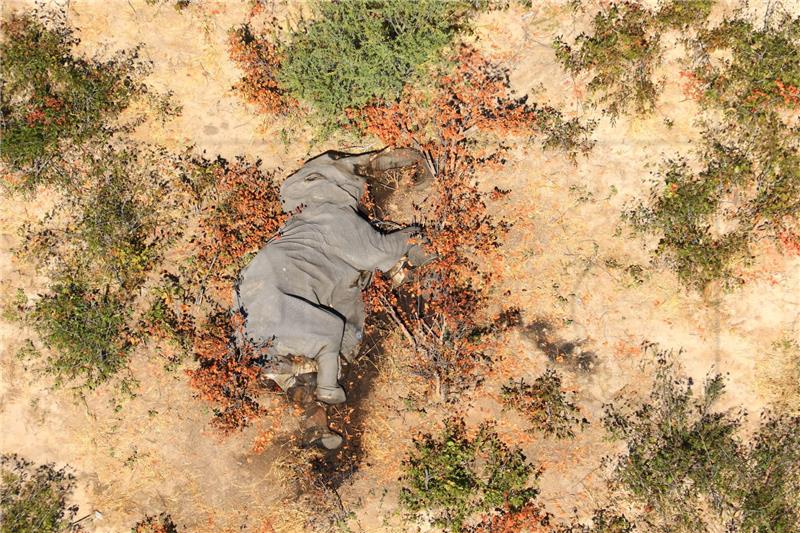 U Zimbabveu slonovi tragične žrtve klimatskih promjena